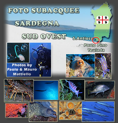 Foto sub subacquee Porto Pino Teulada underwater photos Sardinia