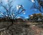 panorama 360° sferico spherical - Carbonia Bosco di querce bruciato il 3.7.14