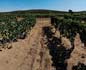 panorama 360° sferico spherical - S.Anna Arresi P.Pinetto, vigneti di Carignano del Sulcis