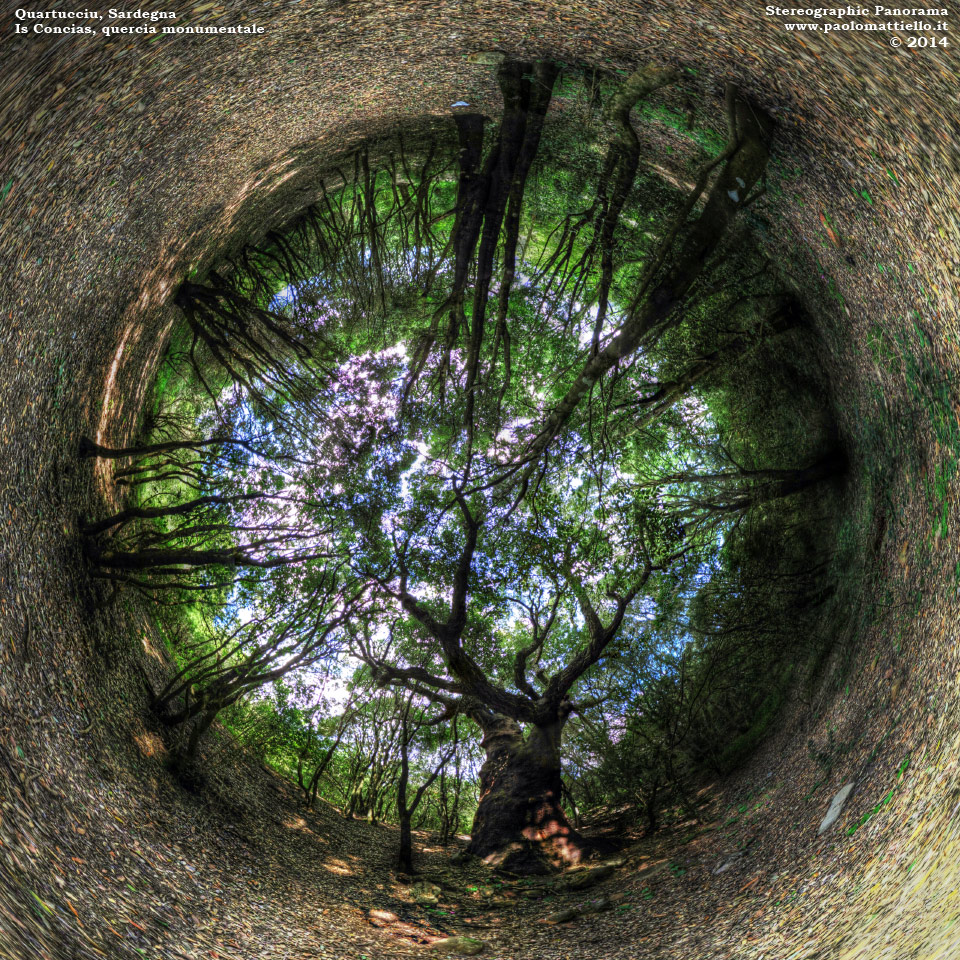 panorama stereografico stereographic - stereographic panorama - Sardegna→Quartucciu | Quercia monumentale di Is Concias, 23.04.2014