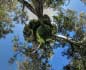 panorama stereografico stereographic - Gonnesa Ex miniera di Monte Onixeddu, grandi eucalipti