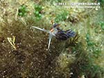 LNI Sulcis - Agosto 2013 - 2013 - Nudibranco cratena (Cratena peregrina)