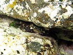 LNI Sulcis - Agosto 2013 - 2013 - Granchio corridore (Pachygrapsus marmoratus)