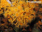 LNI Sulcis - Agosto 2013 - 2013 - Margherite di mare (Parazoanthus axinellae)