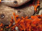 LNI Sulcis - Agosto 2013 - 2013 - Falso corallo (Myriapora truncata), spugna spugna rognone di mare (Chondrosia reniformis) e ofiura (Ophioderma longicauda)