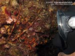 LNI Sulcis - Agosto 2013 - 2013 - Piccola aragosta (Palinurus vulgaris) e subacqueo