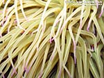 LNI Sulcis - Agosto 2013 - 2013 - Grosso anemone di mare (Actinia viridis)