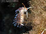 LNI Sulcis - Agosto 2013 - 2013 - Nudibranco cratena (Cratena peregrina)