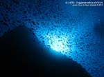 LNI Sulcis - Settembre 2013 - 2013 - Castagnole (Chromis chromis) e controluce profondo