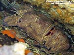 LNI Sulcis - Settembre 2013 - 2013 - Cicala di mare (Scyllarides latus)