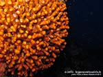 LNI Sulcis - Settembre 2013 - 2013 - Falso corallo (Myriapora truncata), comune briozoo