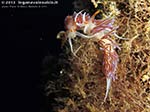 LNI Sulcis - Settembre 2013 - 2013 - Nudibranchi cratena (Cratena peregrina)