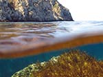 LNI Sulcis - Settembre 2013 - 2013 - Cala Aligusta a mezz'acqua e alghe Citoseira (Cystoseira sp.)