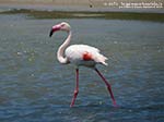 LNI Sulcis - Porto Pino 01.05.2014
