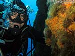 LNI Sulcis - 2014 - Subacqueo e margherite di mare (Parazoanthus axinellae)
