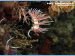 LNI Sulcis - 2015 - Nudibranco cratena (Cratena peregrina)