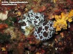 LNI Sulcis - 2015 - 3 nudibranco Vacchetta di Mare (Discodoris atromaculata)