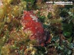 LNI Sulcis - 2015 - Nudibranco doride argo (Platydoris argo)