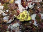 LNI Sulcis - 2015 - Spugna a rete gialla (Clathrina clathrus)