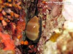 LNI Sulcis - 2015 - Ciprea porcellana (Luria lurida)