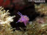 LNI Sulcis - 2015 - Nudibranco flabellina (Flabellina affinis)