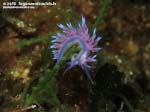 LNI Sulcis - 2015 - Nudibranco flabellina (Flabellina affinis)