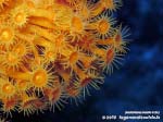 LNI Sulcis - 2015 - Margherite di mare (Parazoanthus axinellae)