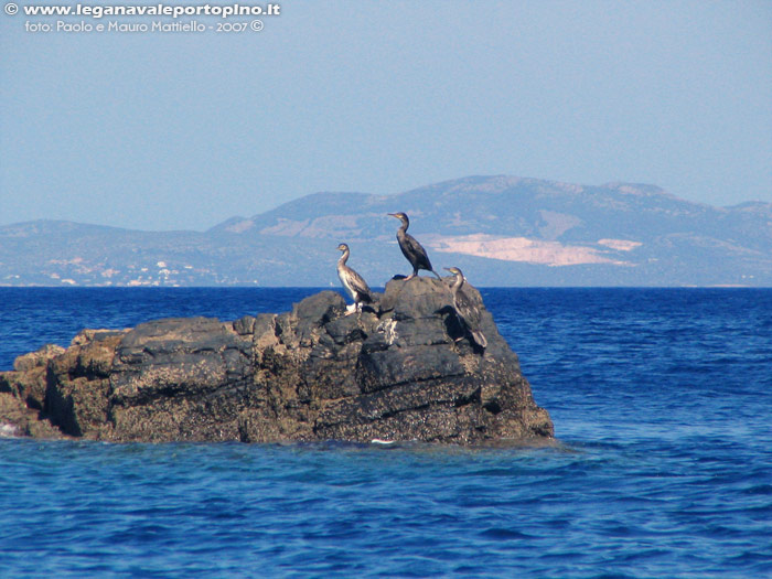 Porto Pino - Estate 2007, cormorani presso la punta di Cala Piombo