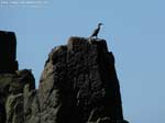 Porto Pino - 2008, Punta di Cala Piombo: un cormorano monta la guardia