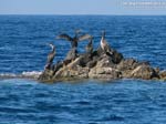 Porto Pino - 2008, cormorani, lato P.Cogolidus