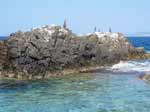 Porto Pino - Cormorani sugli scogli davanti alla Punta di Cala Piombo, ricoperti di guano
