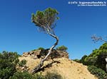 Porto Pino - Agosto 2014,batteria amm. Candiani di Punta Menga