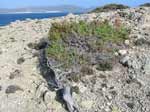 Porto Pino - Punta Menga: un tipico pino cresciuto rasoterra a causa del maestrale che flagella la zona
