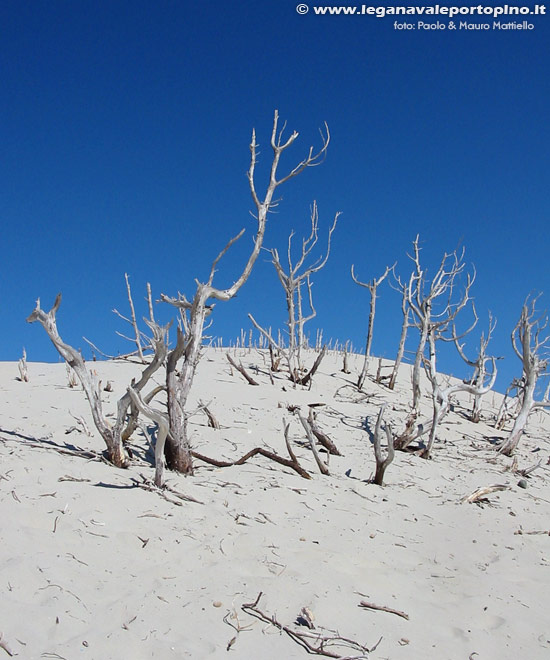 Porto Pino - Dune - Antichi tronchi secchi di pini e ginepri emergono dalla sabbia