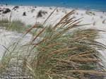 Porto Pino - Dune - 2008, sparto sulle dune