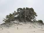 Porto Pino - Dune - Enorme ginepro, con parte delle radici scoperte dal vento