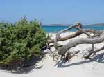 Porto Pino - Dune - Luglio 2004