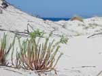 Porto Pino - Dune - Euforbia