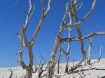 Porto Pino - Dune - Alberi secchi