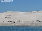 Porto Pino - Dune - 2011