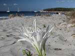 Porto Pino - Spiagge - 2008, seconda spiaggia