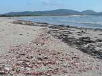 Porto Pino - Spiagge - Frammenti di conchiglie e corallo nella seconda spiaggia
