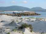 Porto Pino - Spiagge - Primavera
