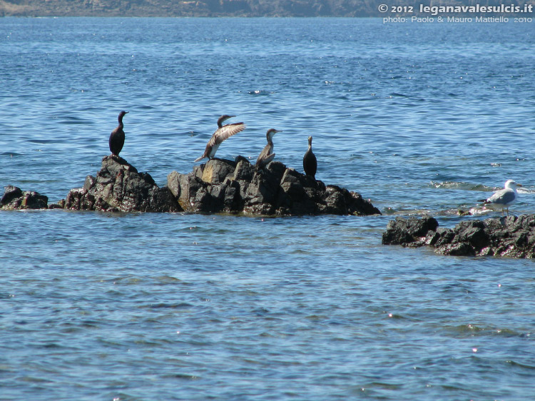 Porto Pino - Stagni - 2010, cormorani a C.S'Arrespiglia
