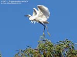 Porto Pino - Stagni - Luglio 2014,garzetta (Egretta garzetta)