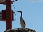 Porto Pino - Stagni - Luglio 2014,cormorano sulla diga foranea di Porto Pino