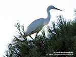 Porto Pino - Stagni - Agosto 2014,Porto Pino, garzetta (Egretta garzetta)