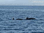 Porto Pino - Stagni - Agosto 2014,delfini tra Porto Pino e punta di Cala Piombo