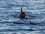Porto Pino - Stagni - Agosto 2014,delfino presso la Punta di Cala Piombo