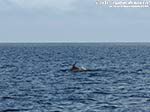 Porto Pino - Stagni - Agosto 2014,delfino presso la Punta di Cala Piombo